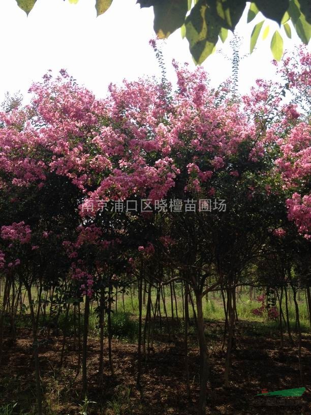 江蘇小葉紫薇行情 江蘇紅花紫薇價格 供應江蘇大葉紫薇出售