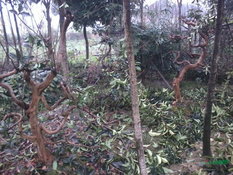 成都地區(qū)供應10——30公分紫薇樹