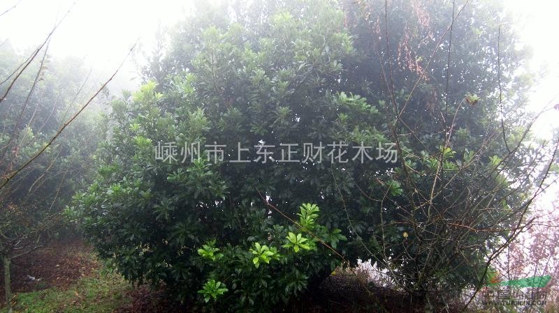浙江地區(qū)供應(yīng)楊梅樹