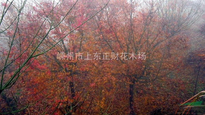 櫻花.廣玉蘭.紫薇.紅楓.青楓.羽毛楓.西府海棠.垂絲海棠.