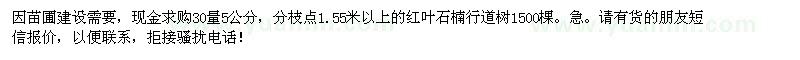 求購5公分紅葉石楠