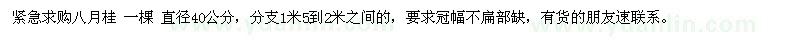 求購八月桂 一棵 直徑40公分 