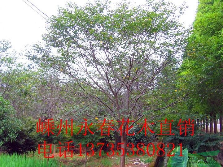 速度紅花櫻花（紅花，白花都有），速生紅花紫薇