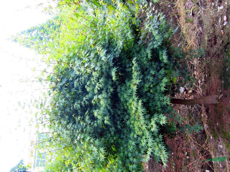 自銷 2-12cm 雞爪槭工程苗