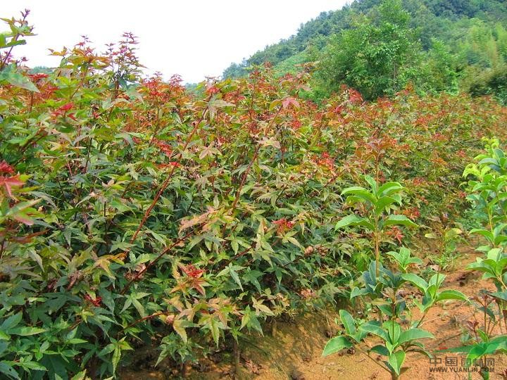 提供 本地紅楓小苗 加拿大四季紅紅楓小苗 日本紅楓小苗