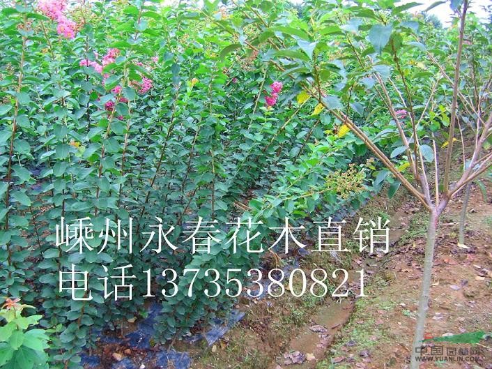 提供 本地紅楓小苗 加拿大四季紅紅楓小苗 日本紅楓小苗