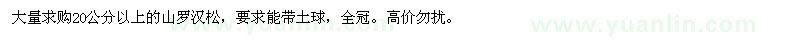 求購20公分以上的山羅漢松