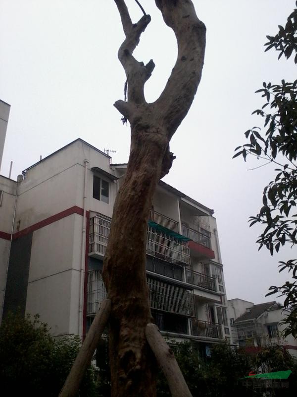 紅花紫薇樹(shù)