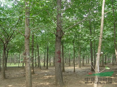 山東銀杏樹(shù)9信息