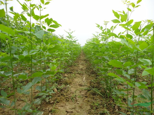 山东速生白蜡树速生白蜡树价格速生白蜡基地