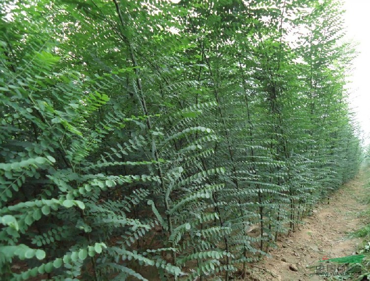 山东速生国槐苗河北速生国槐树河南速生国槐价格