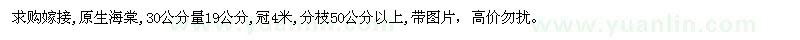 求購19公分海棠