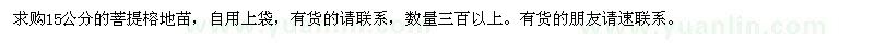 求購15公分的菩提榕地苗