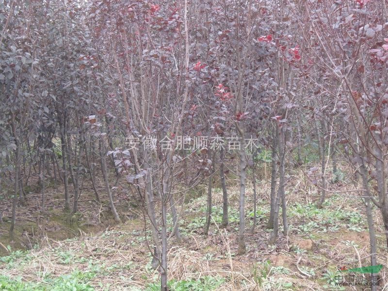 大量低價(jià)供應(yīng)、梔子花/廣玉蘭/香樟/薇紫/紅葉李/桂花/意楊