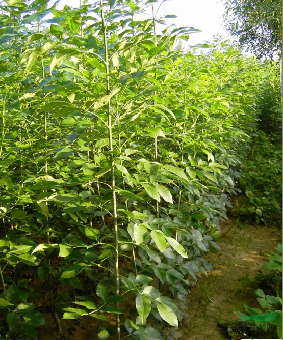 山東速生白蠟介紹