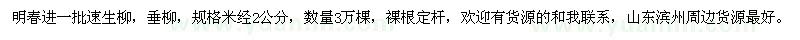 求購2公分速生柳，垂柳