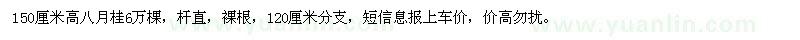 求購150厘米高八月桂6萬棵