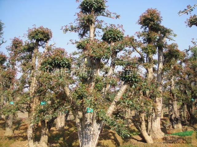 欏木石楠、紅葉石楠、紅花繼木.杜鵑和各種工程綠化苗木