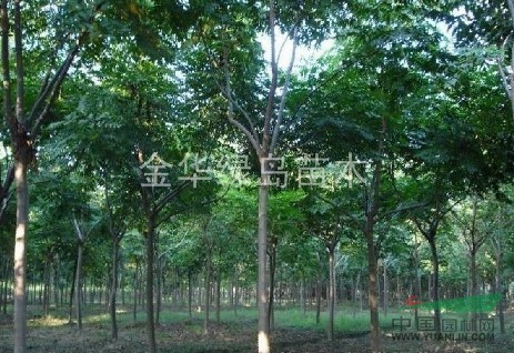 黃山欒樹價格 浙江黃山欒樹價格 2-35公分金華欒樹供應