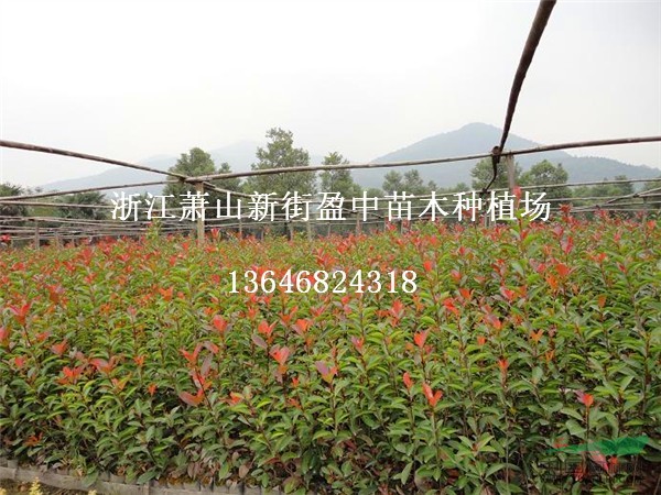 杭州蕭山新街盈中建興苗木種植場（各類色塊苗，喬木，地被植物）