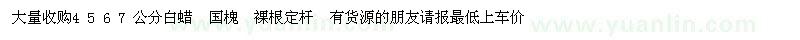 求購4 5 6 7 公分白蠟 國槐 裸根定桿