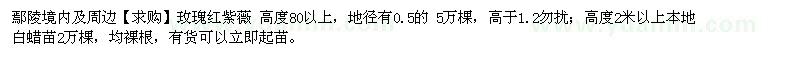 求購玫瑰紅紫薇 本地白蠟苗