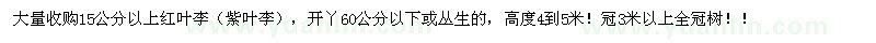 求購15公分以上紅葉李 
