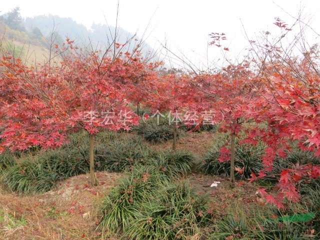 紅楓價(jià)格 浙江紅楓價(jià)格 浙江紅楓價(jià)格供應