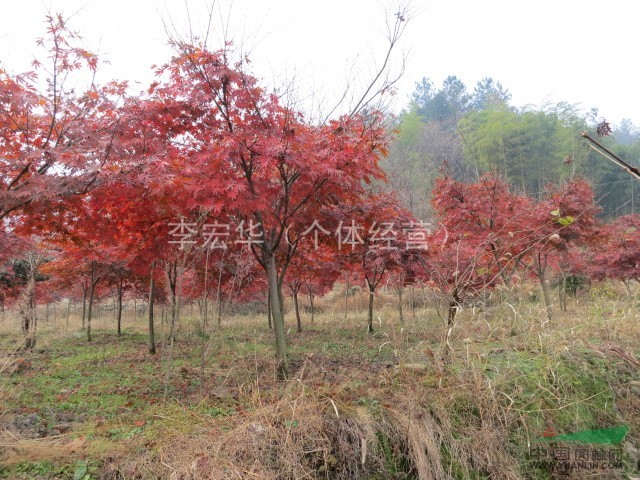 紅楓價(jià)格 浙江紅楓價(jià)格 浙江紅楓價(jià)格供應