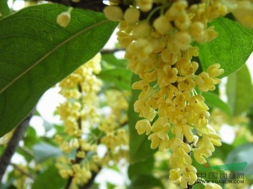 桂花