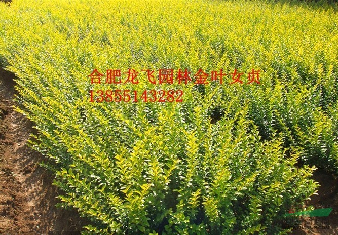 安徽金葉女貞供應(yīng)/安徽金葉女貞價(jià)格