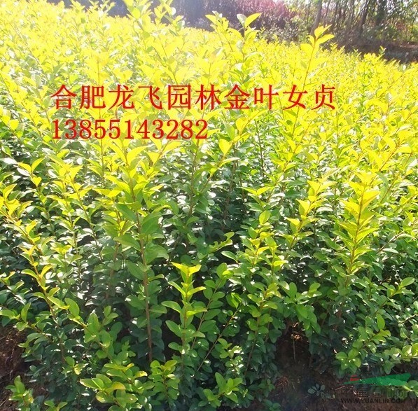 安徽金葉女貞供應(yīng)/安徽金葉女貞價(jià)格