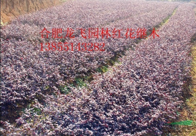 安徽紅花繼木供應(yīng)