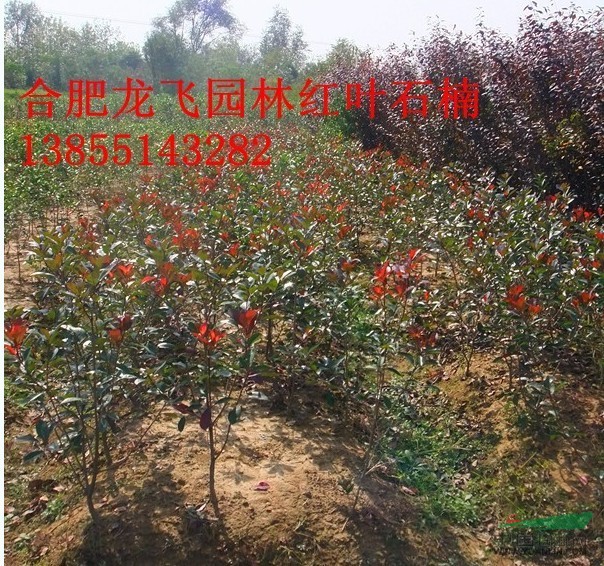 紅葉石楠供應