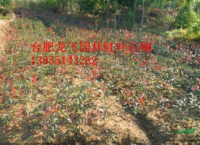 紅葉石楠供應