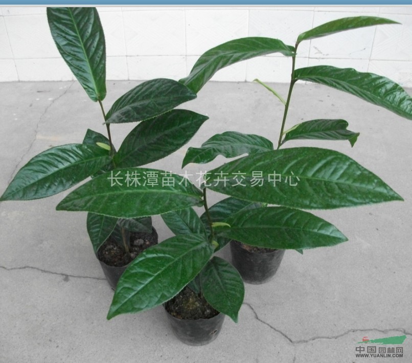 新品種茶花-香水茶花-香水茶花價(jià)格-美國香水茶花