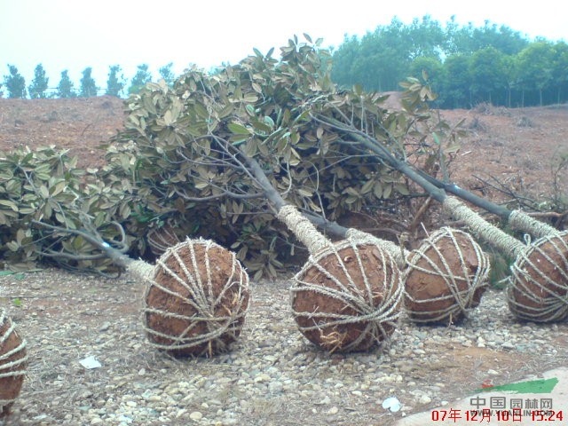 供應(yīng)湖南廣玉蘭 羅漢松 杜英 桂花 桂花小苗