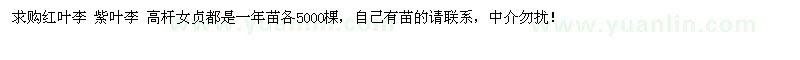 求購紅葉李 紫葉李 高桿女貞一年苗