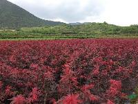 紅楓 日本紅楓 常年紅小苗