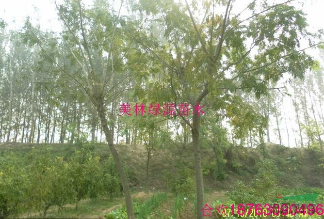合歡2行情報(bào)價(jià)\合歡2圖片展示