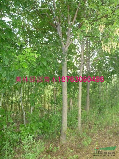 山東白蠟最新報(bào)價(jià)/白蠟圖片