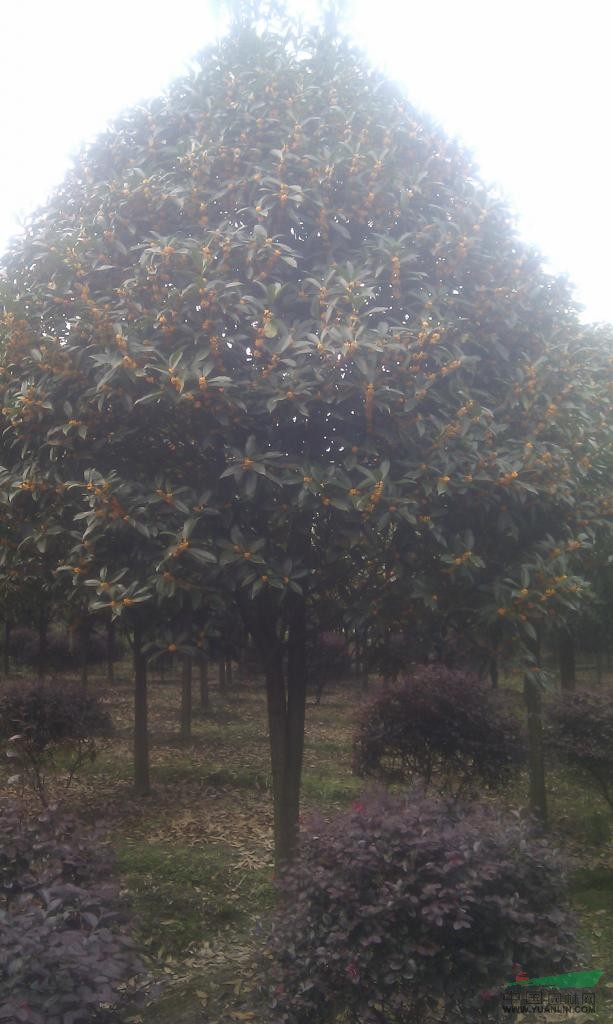 四川桂花批發(fā)，溫江桂花批發(fā)，高干桂花批發(fā)，桂花價格