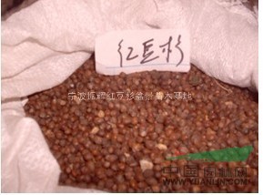 紅豆杉種子行情報價\紅豆杉種子圖片展示
