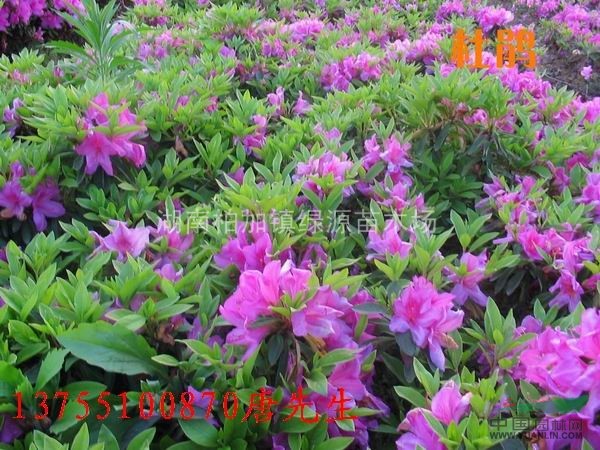杜鵑圖片\杜鵑報價