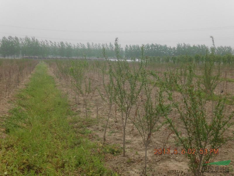 石榴苗
