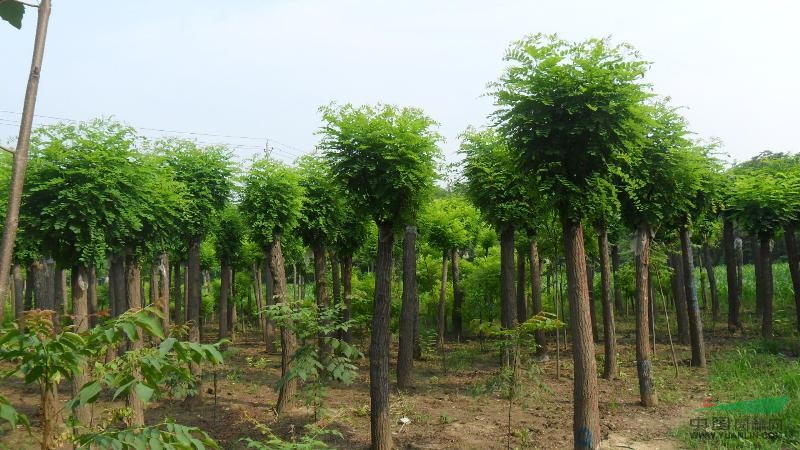 大量供應(yīng)香花槐，河南香花槐產(chǎn)地