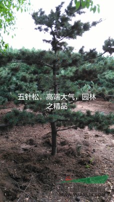 五針松
