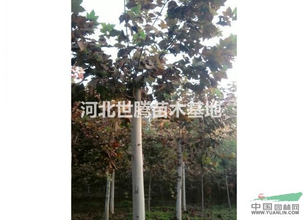 大法桐報價/河北大法桐報價