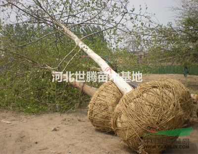 大法桐報價/河北大法桐報價