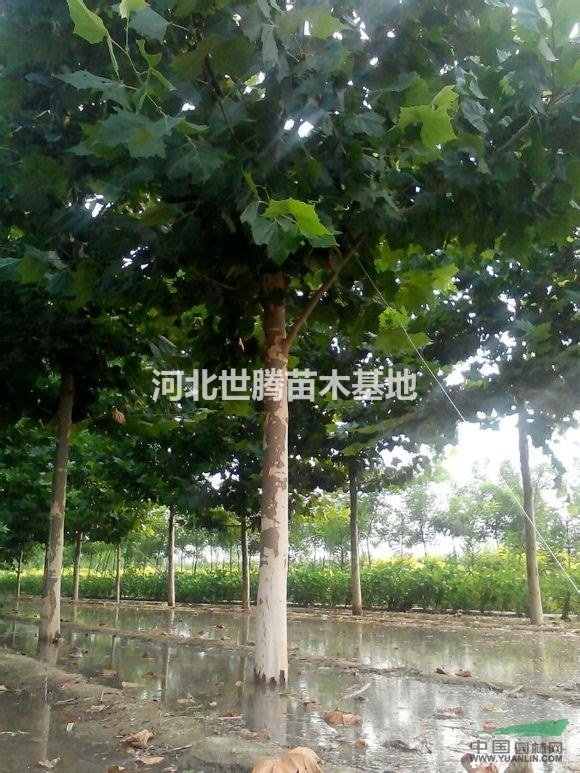 河北大法桐供應(yīng)/河北大法桐價格